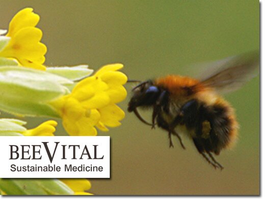 http://www.beevitalpropolis.com/ website